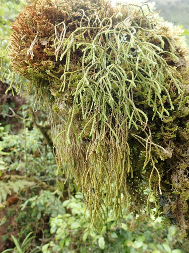 Phlegmariurus filiformis observed 2019-05-15