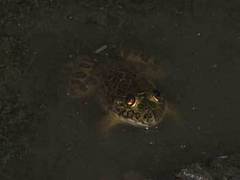 Hoplobatrachus occipitalis