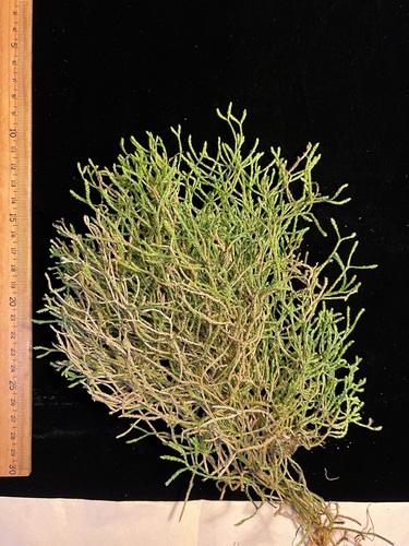 Phlegmariurus filiformis observed 2022-09-30