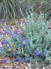 Salvia chamaedryoides