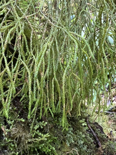 Phlegmariurus filiformis observed 2024-01-31