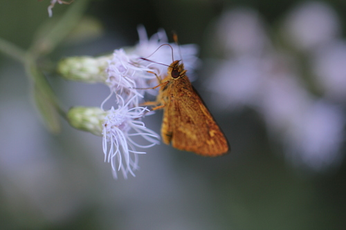 Lento krexoides
