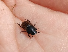 Acrossus luridus