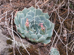 Echeveria secunda