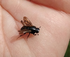 Acrossus luridus