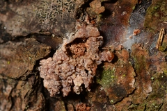 Dendroctonus micans