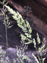 Poa fendleriana
