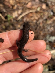Plethodontinae