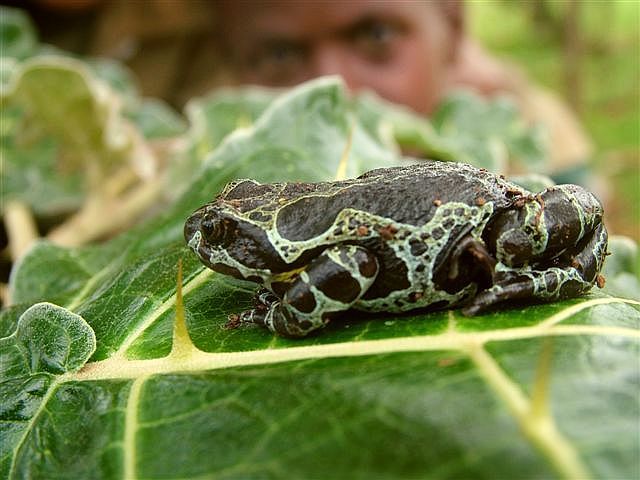 Kouni Valley Striped Frog