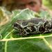 Kouni Valley Striped Frog - Photo (c) Vlada Trailin, some rights reserved (CC BY-NC), uploaded by Vlada Trailin