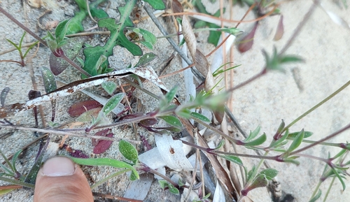 Silene canescens