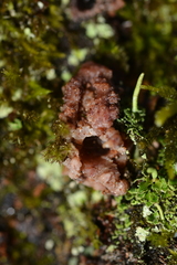 Dendroctonus micans