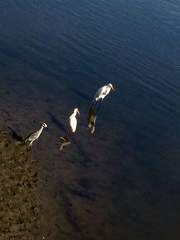Eudocimus albus