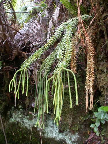 Phlegmariurus phyllanthus observed 2004-04-28