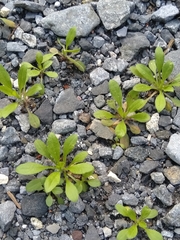 Magnoliopsida