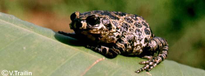 Ethiopia Striped Frog