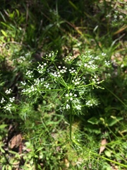 Ptilimnium capillaceum