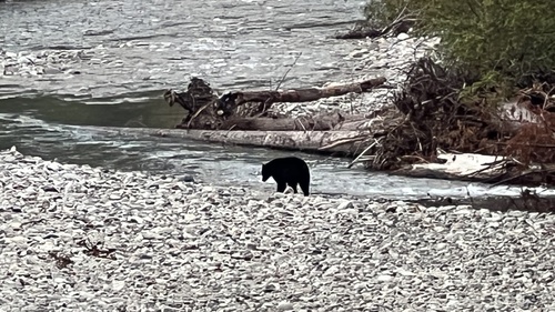 Black Bear