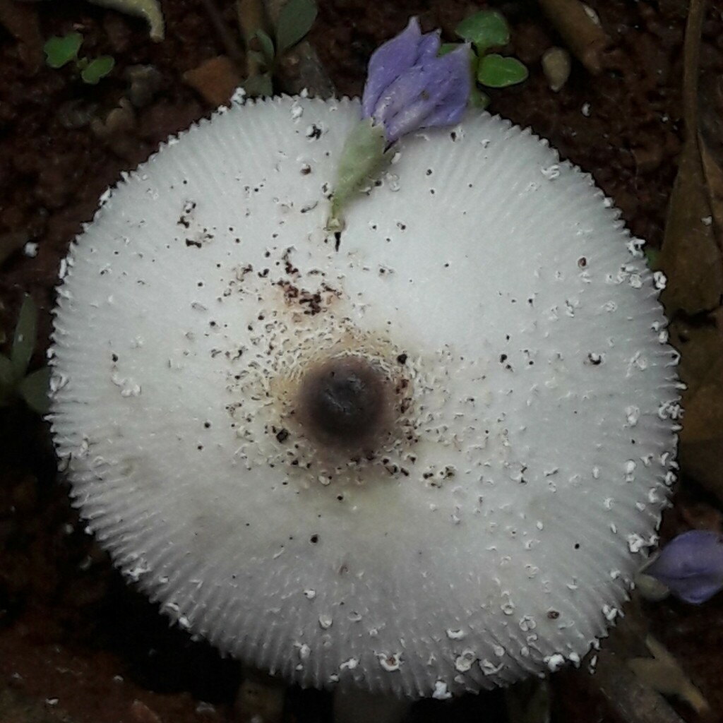 Leucocoprinus brebissonii · March 2024 · photo: © douglas-u-oliveira (iNaturalist, cc-by)