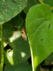 Hypselonotus bitrianguliger