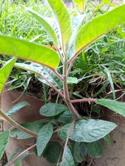 Fuchsia boliviana