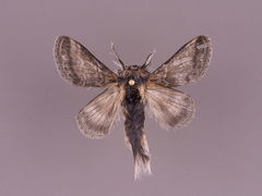 Tolype glenwoodii