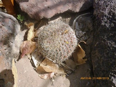 Mammillaria brandegeei