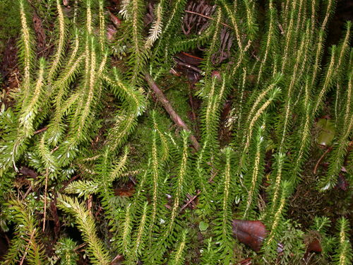 Huperzia selago, 2008-02-22