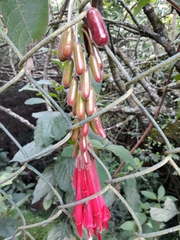 Fuchsia boliviana