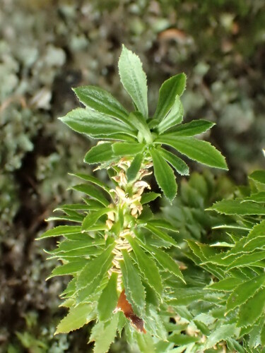 Huperzia selago, 2017-04-11