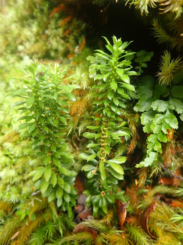 Huperzia selago, 2017-05-02