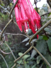 Fuchsia boliviana