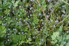 Myosotis ramosissima