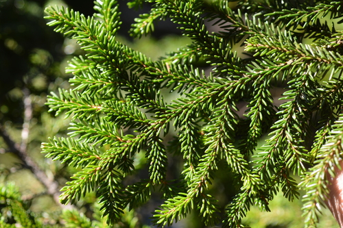 Oriental spruce