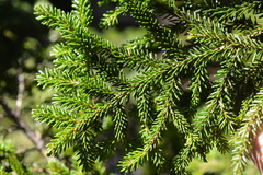 Picea orientalis