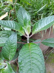 Fuchsia boliviana