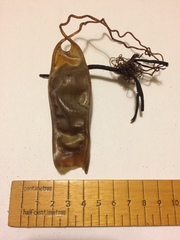 Scyliorhinus stellaris