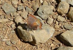 Callophrys mossii