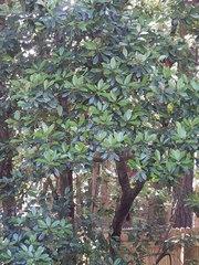 Photinia × fraseri