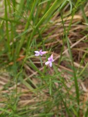 Vicia parviflora