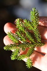 Picea orientalis