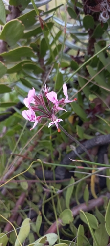 Image of Bunny-Ear Storksbill (Pelargonium dipetalum) by (c) Adele SL, some rights reserved (CC BY)