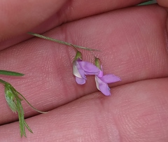 Vicia parviflora