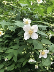 Philadelphus coronarius