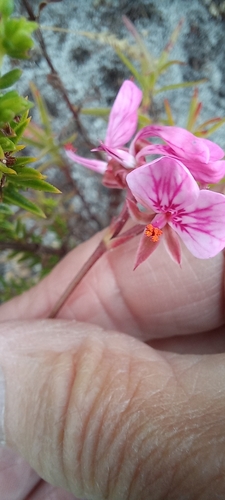 Image of Pelargonium dipetalum by (c) Adele SL, some rights reserved (CC BY)