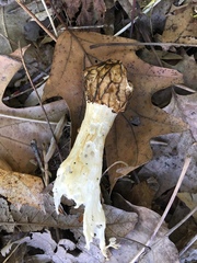 Morchella punctipes