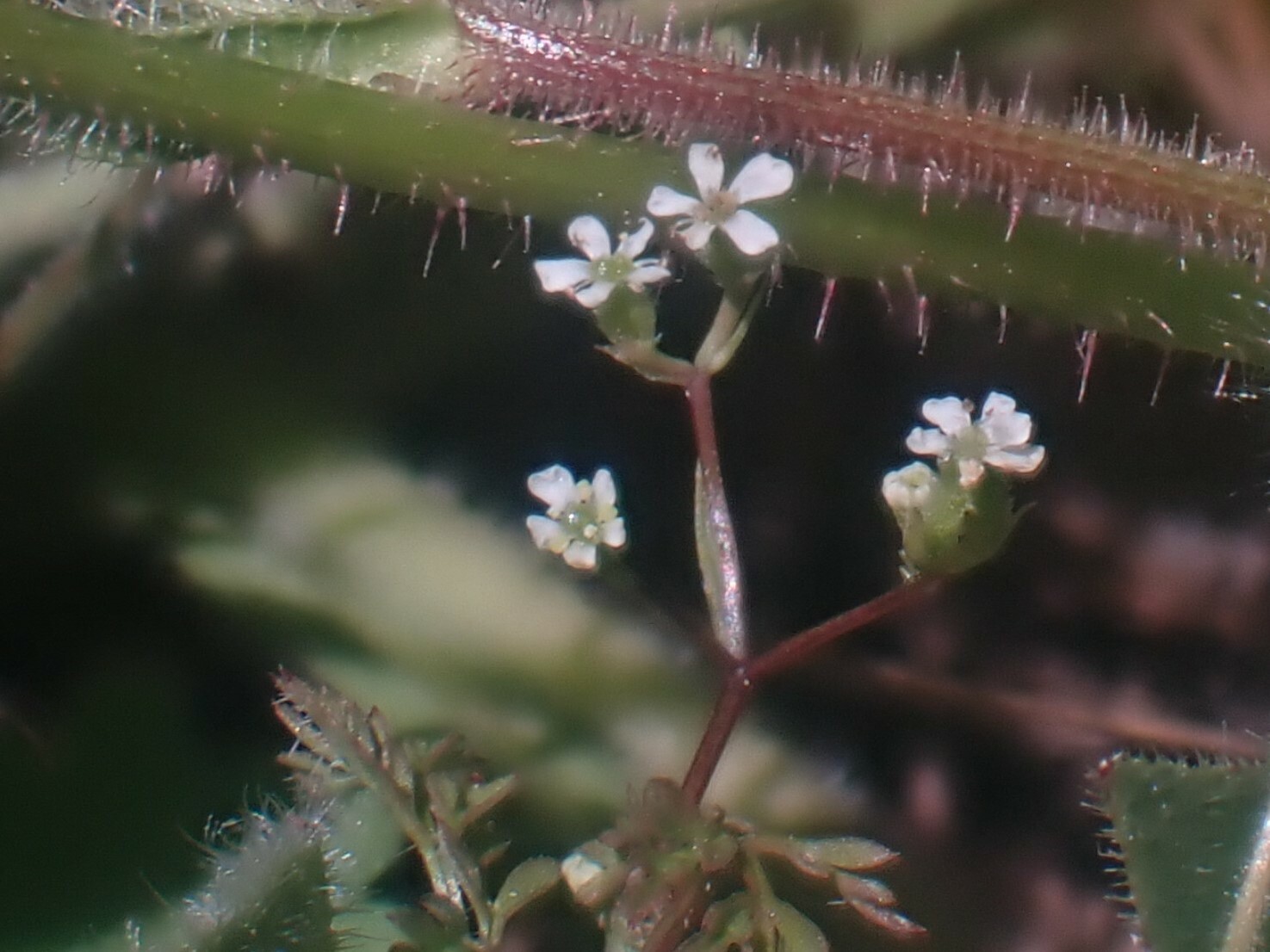 Anthriscus caucalis