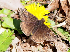 Erynnis juvenalis