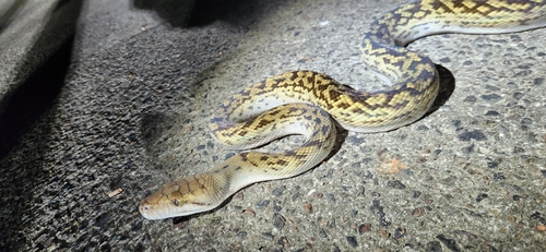 Australian Scrub Python sighting