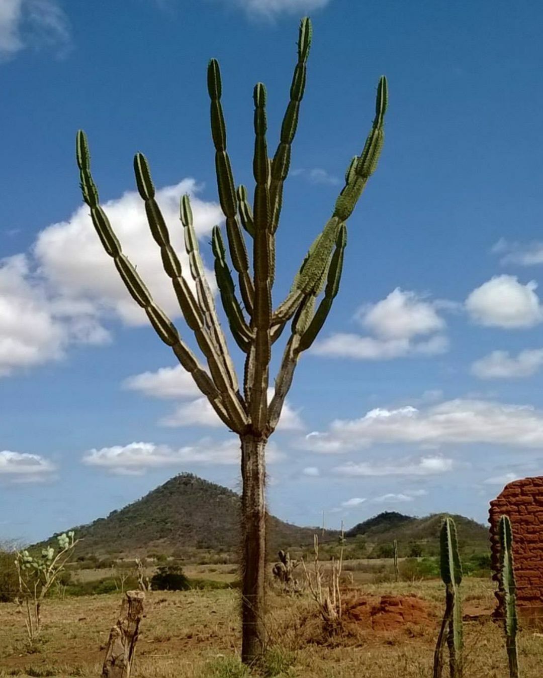 Cereus jamacaru